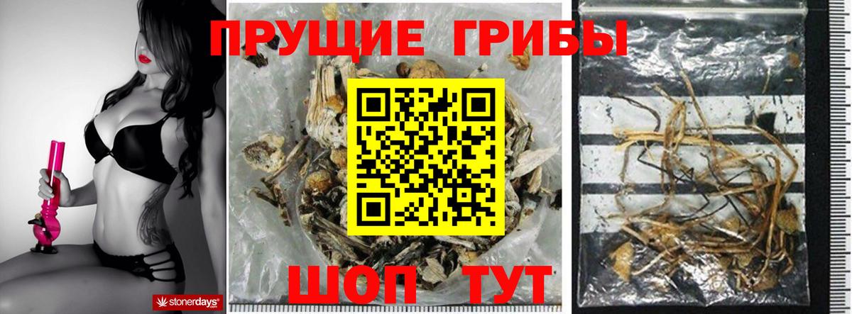 Псилоцибиновые грибы Psilocybe Людиново